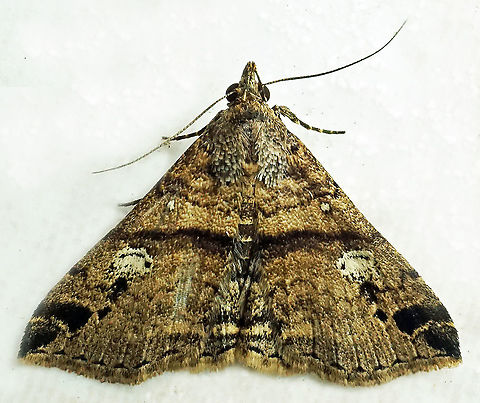 #679 Dapa, Valle Del Cauca
2100m