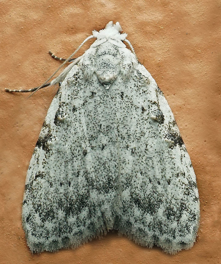 Nola sp. Dapa, Valle Del Cauca<br />
2100m