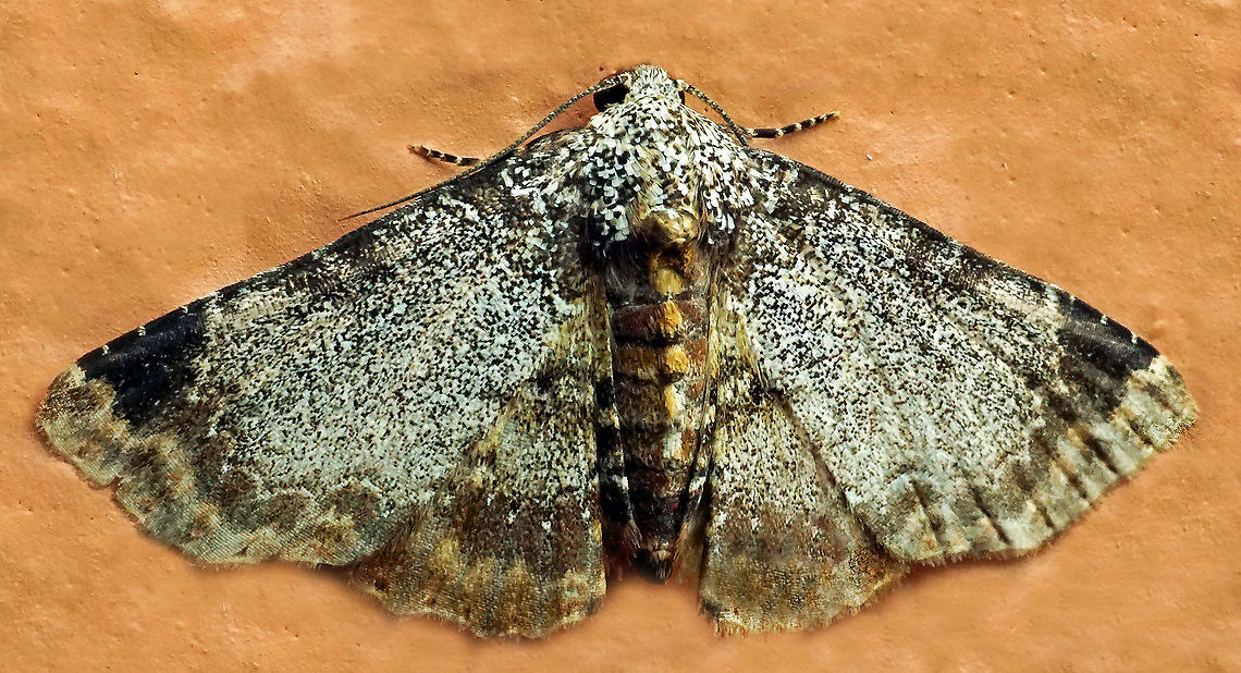 Metalectra sp. Dapa, Valle Del Cauca<br />
2100m