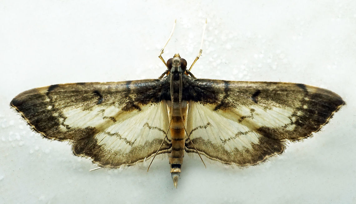 #682 Dapa, Valle Del Cauca<br />
2100m<br />