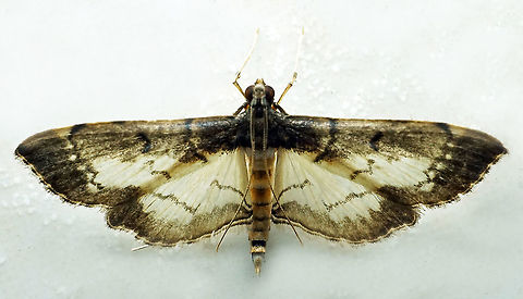 #682 Dapa, Valle Del Cauca
2100m