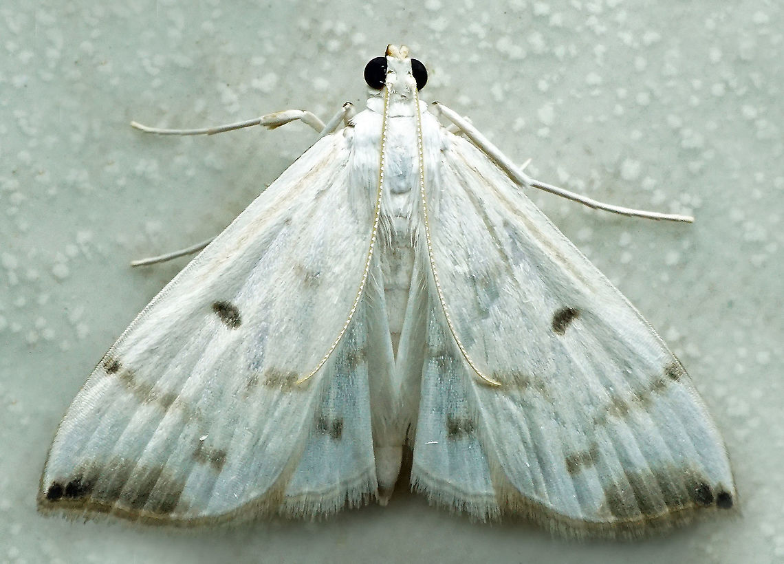 #683 Dapa, Valle Del Cauca<br />
2100m