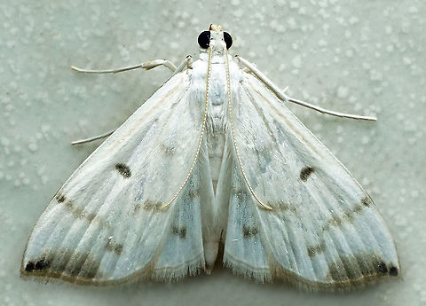 #683 Dapa, Valle Del Cauca
2100m