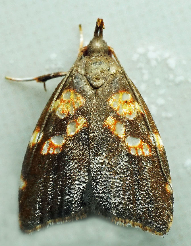 #685 Dapa, Valle Del Cauca<br />
2100m