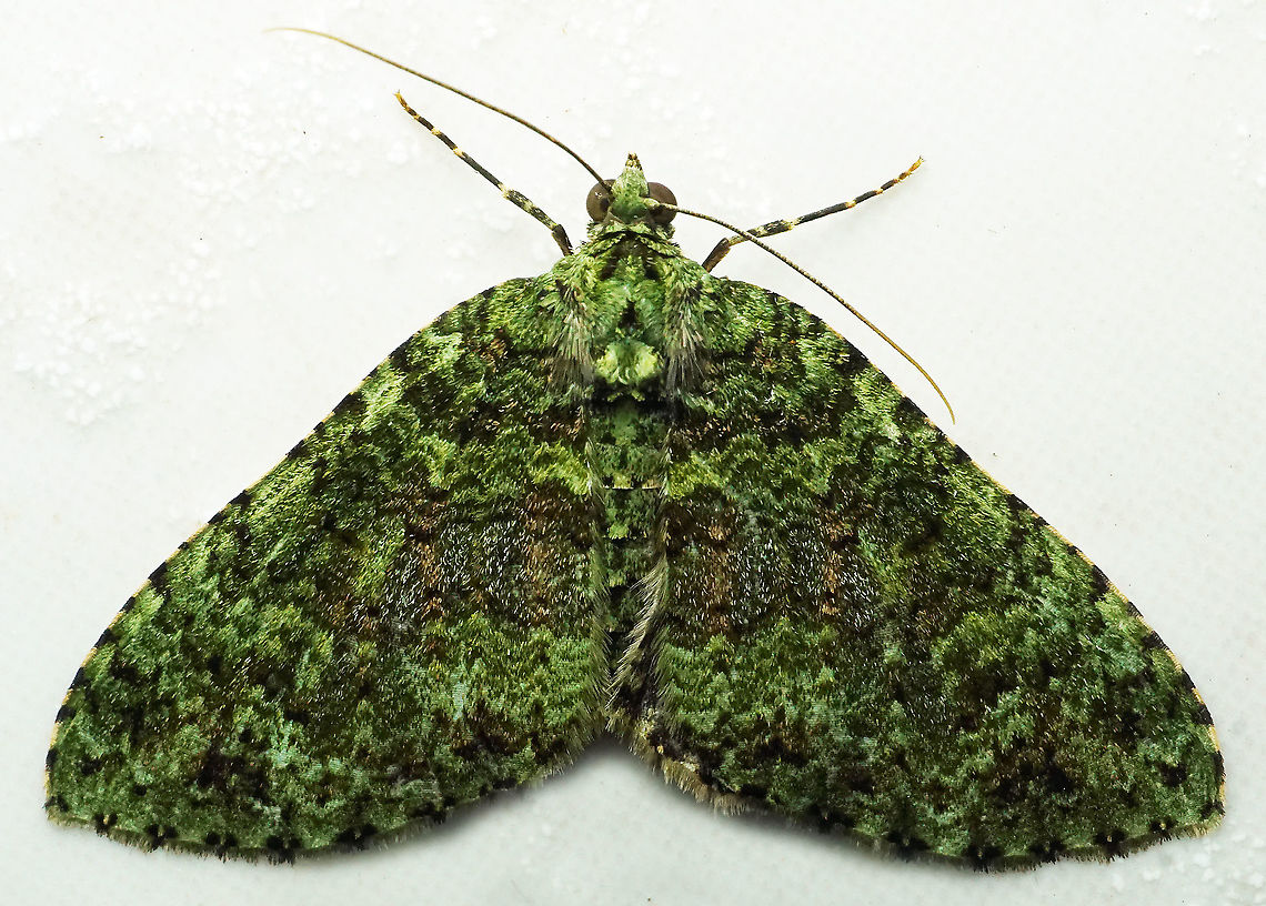 Hammaptera sp. Dapa, Valle Del Cauca<br />
2100m