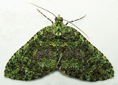 Hammaptera sp. Dapa, Valle Del Cauca
2100m