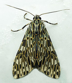 Eucereon sp. Dapa, Valle Del Cauca
2100m