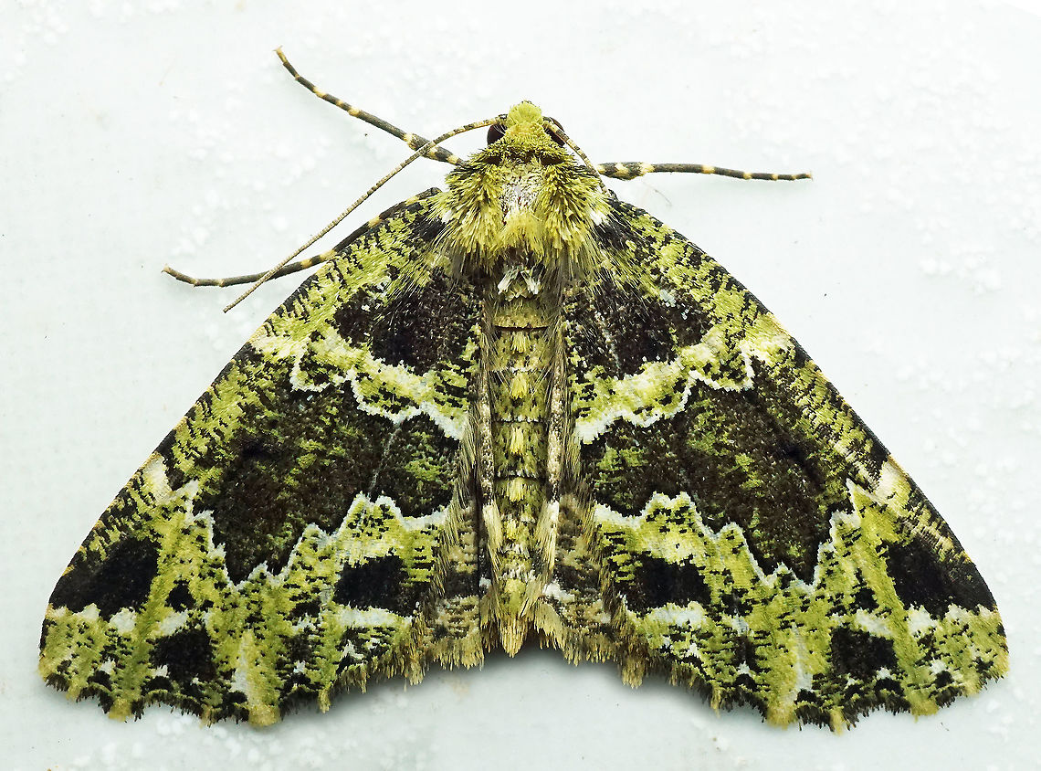 #684 Dapa, Valle Del Cauca<br />
2100m