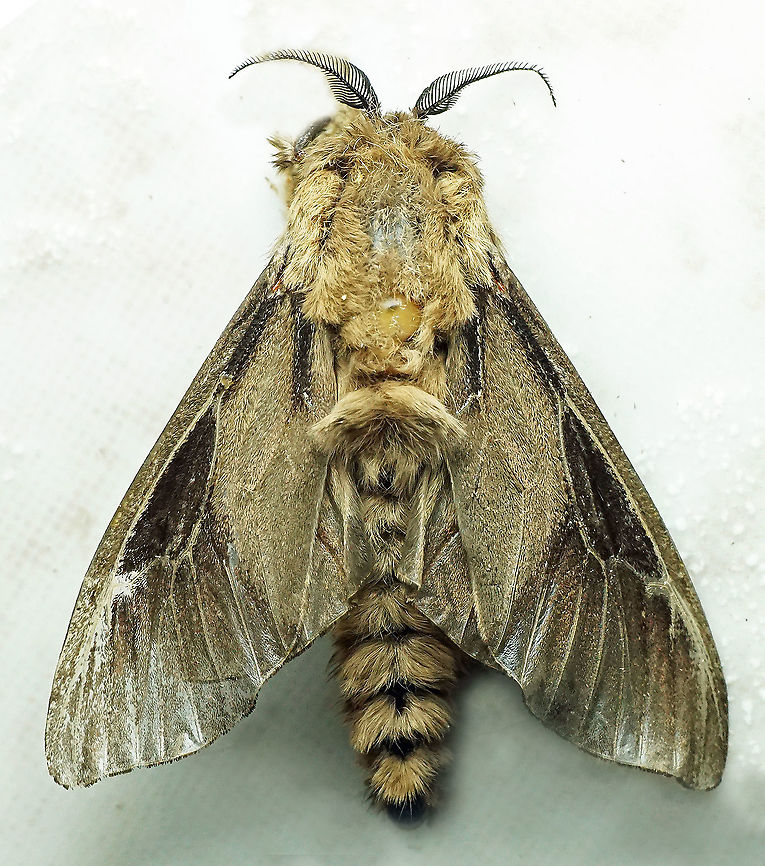 Oiketicus abbotii Dapa, Valle Del Cauca<br />
2100m Abbot's Bagworm Moth,Oiketicus abbotii