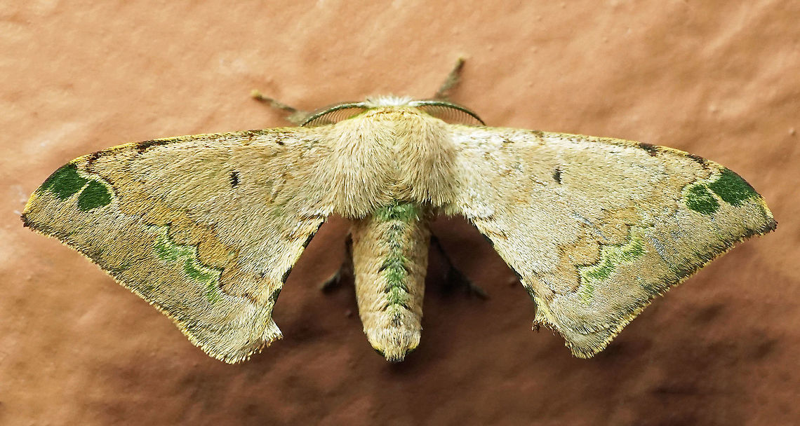 Anticla antica Dapa, Valle Del Cauca<br />
2100m Anticla antica