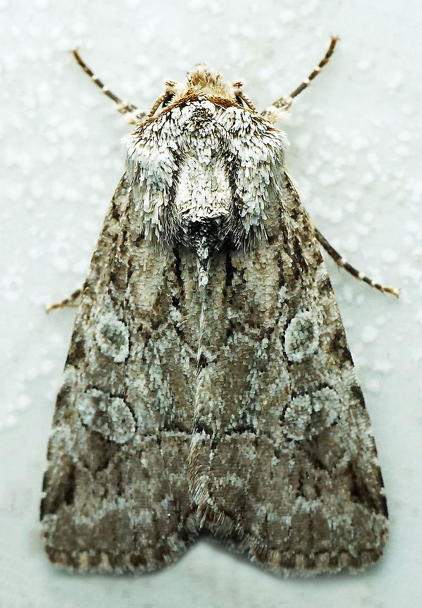 #688 Dapa, Valle Del Cauca<br />
2100m