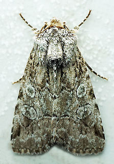 #688 Dapa, Valle Del Cauca
2100m