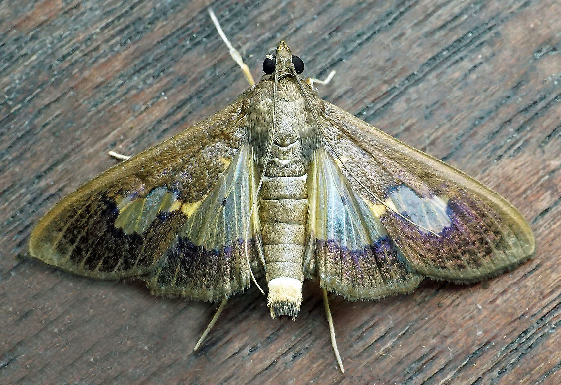 Diaphania nitidalis Dapa, Valle Del Cauca<br />
2100m Diaphania nitidalis,Pickleworm