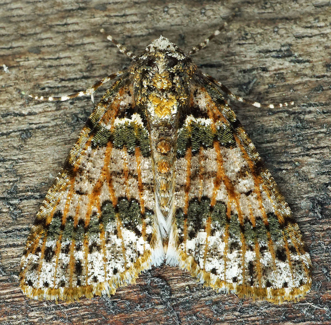 Cargolia sp. Dapa, Valle Del Cauca<br />
2100m