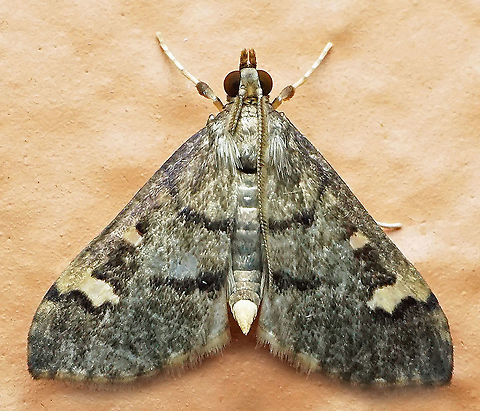 Omiodes sp. Dapa, Valle Del Cauca
2100m