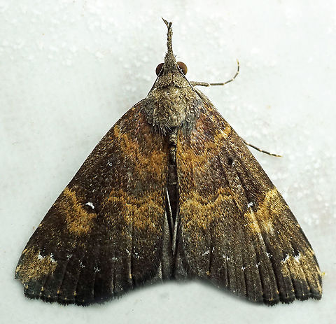 #692 Dapa, Valle Del Cauca
2100m