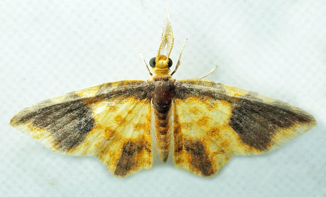 'Eois burla Dapa, Valle Del Cauca<br />
2100m Eois burla