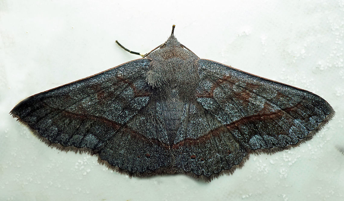 #695 Dapa, Valle Del Cauca<br />
2100m