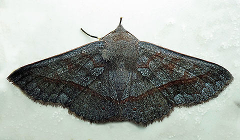 #695 Dapa, Valle Del Cauca
2100m