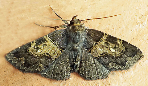 #696 Dapa, Valle Del Cauca
2100m