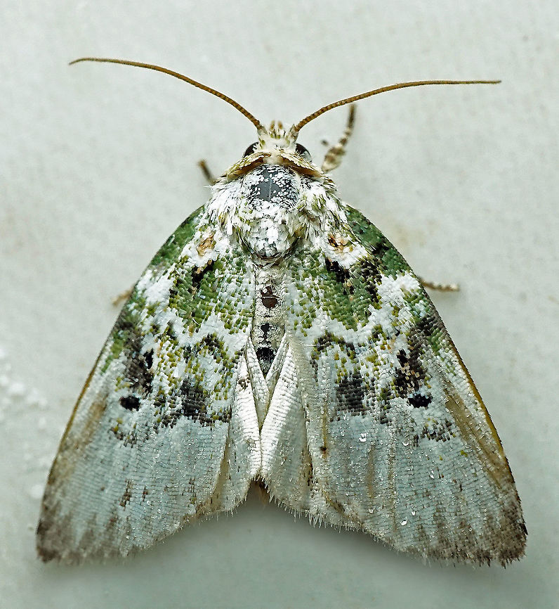 Lithacodia sp. Dapa, Valle Del Cauca<br />
2100m