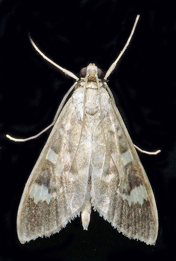 #699 Dapa, Valle Del Cauca<br />
2100m