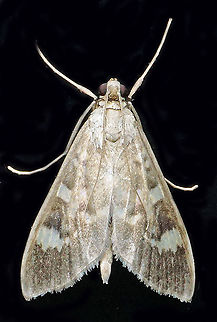 #699 Dapa, Valle Del Cauca
2100m