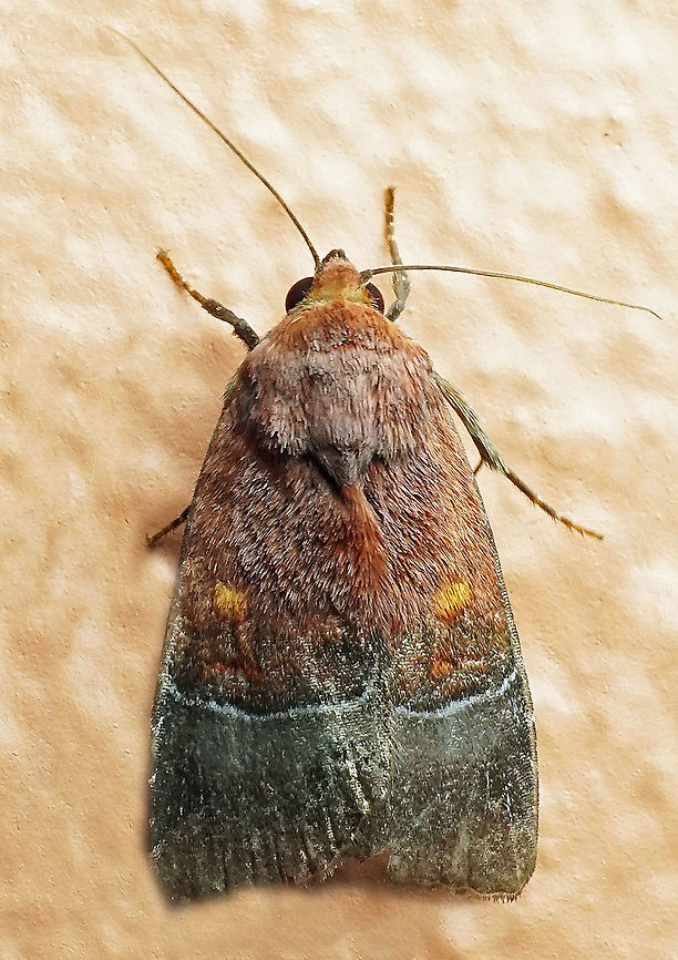 #700 Dapa, Valle Del Cauca<br />
2100m