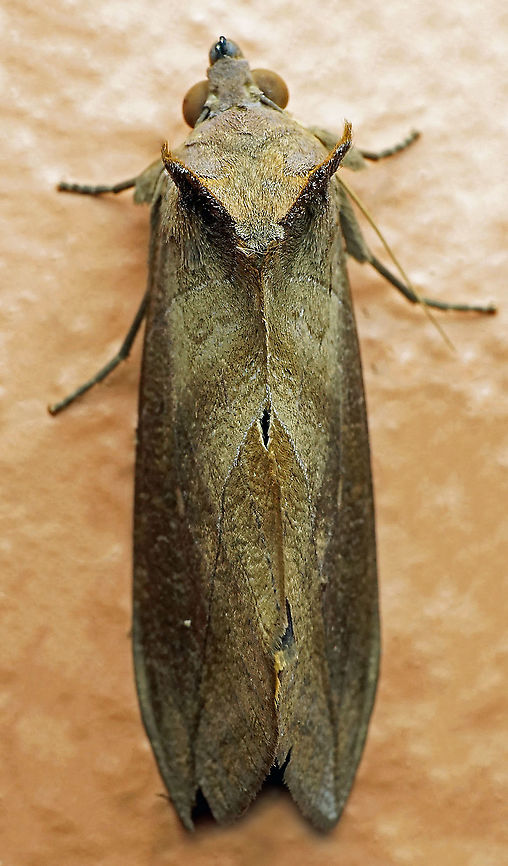 #701 Dapa, Valle Del Cauca<br />
2100m