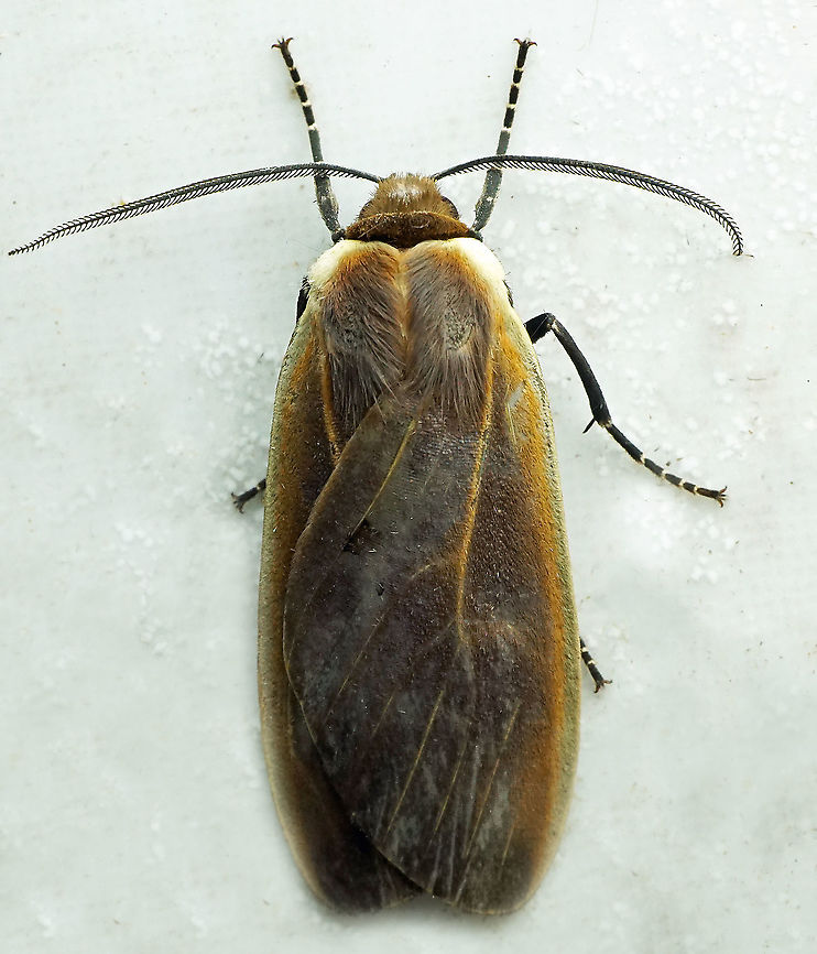 #702 Dapa, Valle Del Cauca<br />
2100m