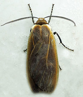 #702 Dapa, Valle Del Cauca
2100m