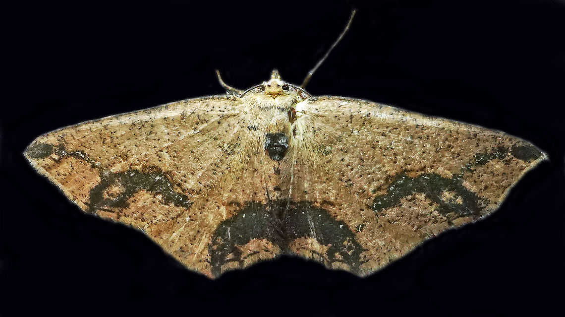 Isochromodes granula Dapa, Valle Del Cauca<br />
2100m Isochromodes granula,Moth Week 2021