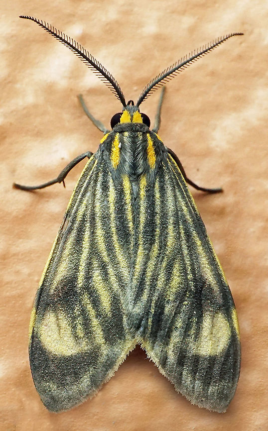 Eucereon costulata Dapa, Valle Del Cauca<br />
2100m Eucereon costulata,Moth Week 2021