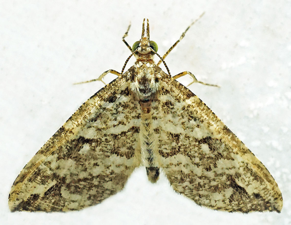#706 Dapa, Valle Del Cauca<br />
2100m Moth Week 2021