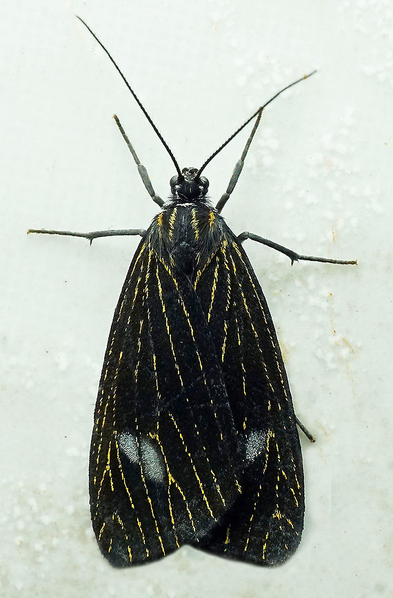 Eucereon sp. Dapa, Valle Del Cauca<br />
2100m Moth Week 2021