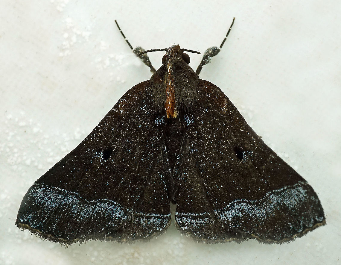 #707 Dapa, Valle Del Cauca<br />
2100m Moth Week 2021