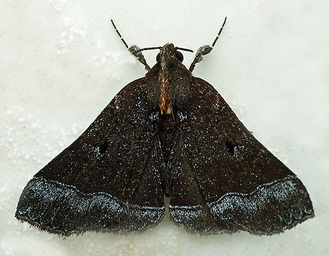 #707 Dapa, Valle Del Cauca
2100m Moth Week 2021