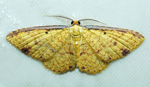 Eois sp. Dapa, Valle Del Cauca
2100m Moth Week 2021