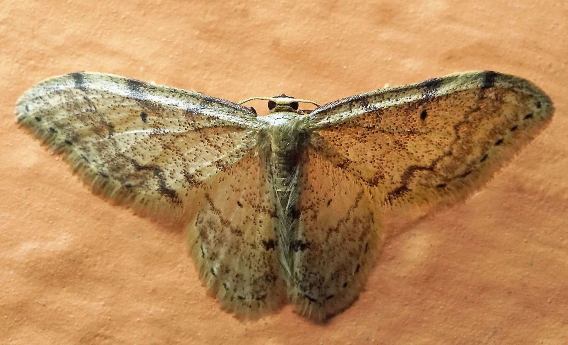 #709 Dapa, Valle Del Cauca<br />
2100m Moth Week 2021