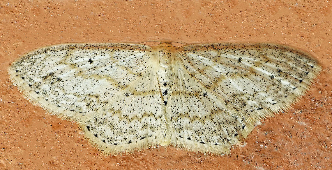 Scopula sp. Dapa, Valle Del Cauca<br />
2100m Moth Week 2021