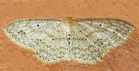 Scopula sp. Dapa, Valle Del Cauca
2100m Moth Week 2021