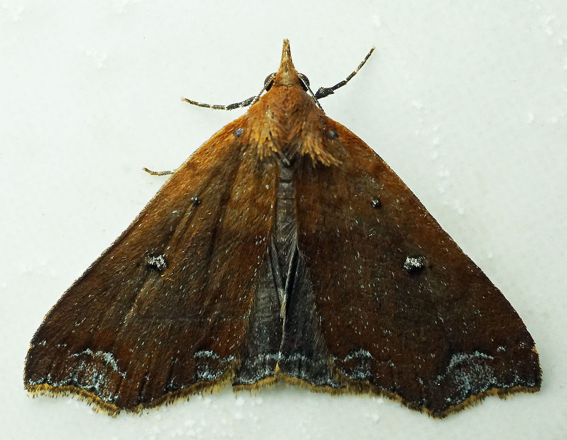 #711 Dapa, Valle Del Cauca<br />
2100m Moth Week 2021