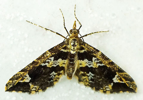 #712 Dapa, Valle Del Cauca
2100m Moth Week 2021