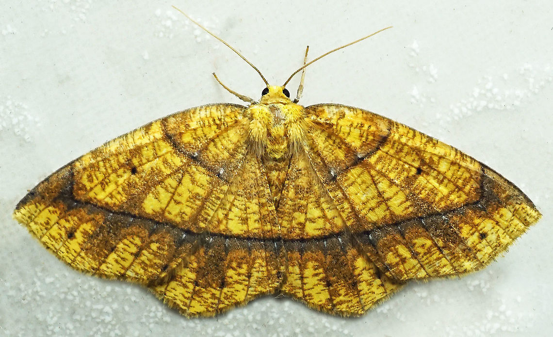 Periclina syctaria Dapa, Valle Del Cauca<br />
2100m Moth Week 2021,Periclina syctaria