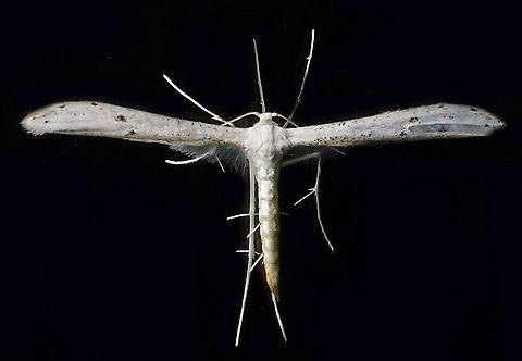 #714 Dapa, Valle Del Cauca
2100m Moth Week 2021