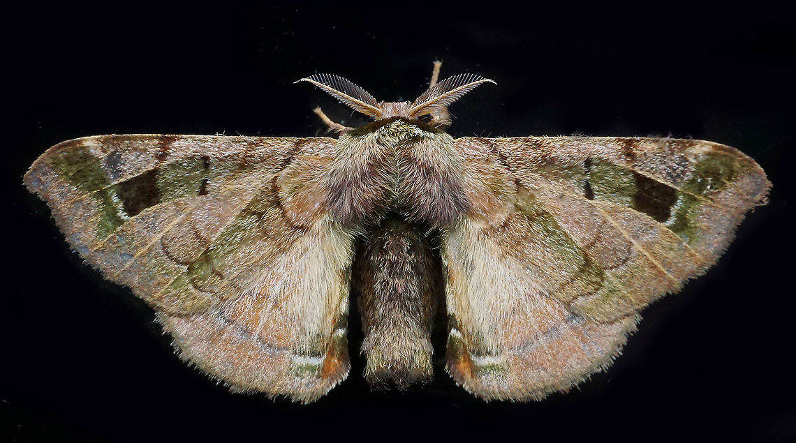 Quentalia sp. Dapa, Valle Del Cauca<br />
2100m Moth Week 2021