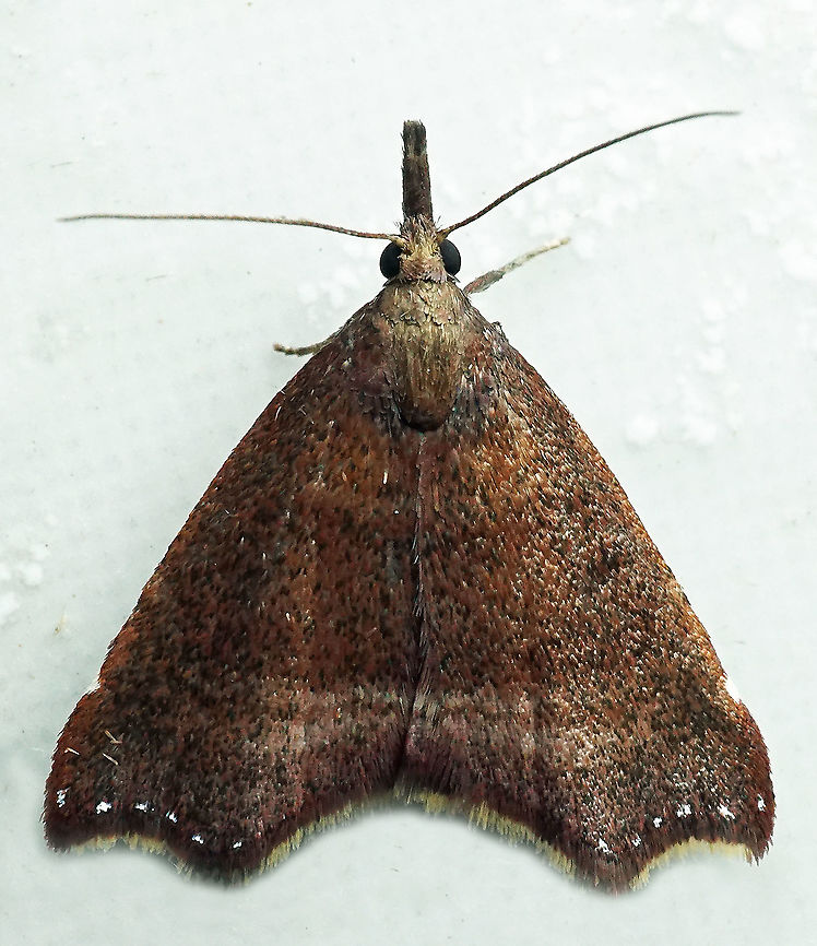 #715 Dapa, Valle Del Cauca<br />
2100m Moth Week 2021