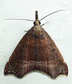 #715 Dapa, Valle Del Cauca
2100m Moth Week 2021
