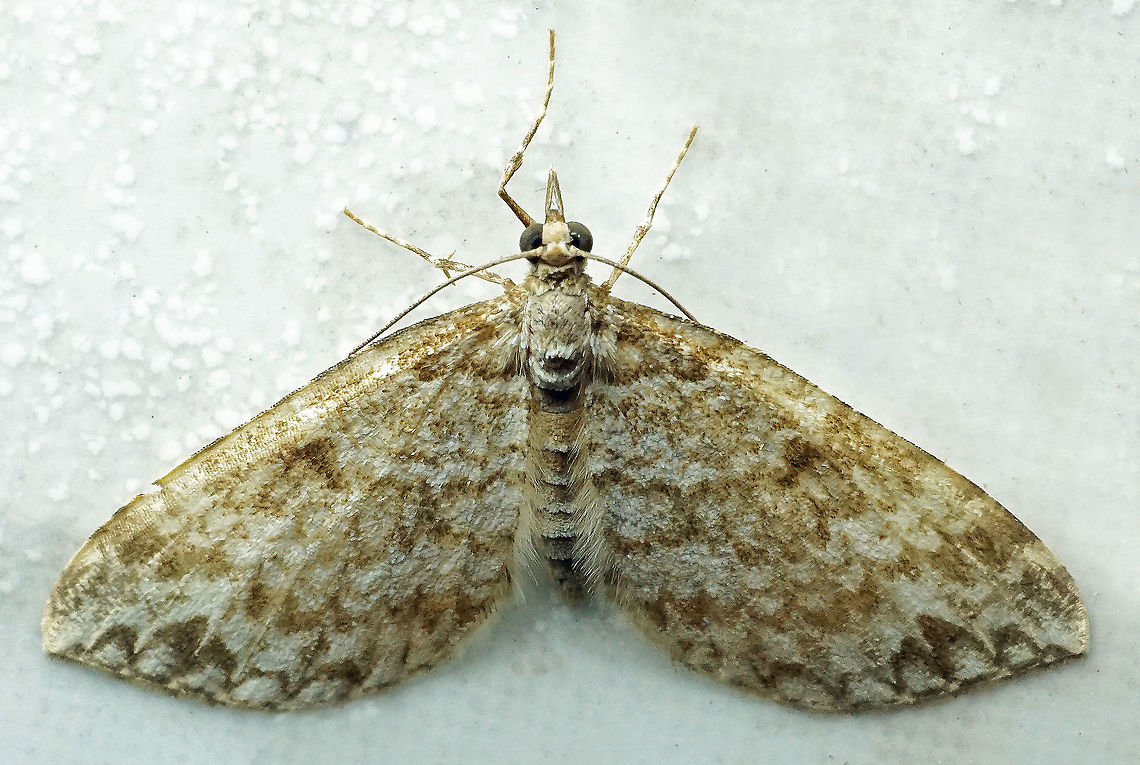 Spargania sp. Dapa, Valle Del Cauca<br />
2100m Moth Week 2021