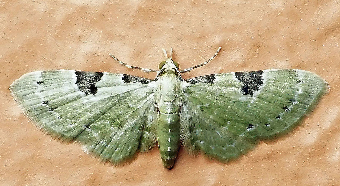 Eupithecia tenera Dapa, Valle Del Cauca<br />
2100m Eupithecia tenera,Moth Week 2021